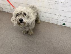 Shelter Stray Male Dog last seen 210/215, 333 Chandler Pl, San Bernardino, CA 92408, USA