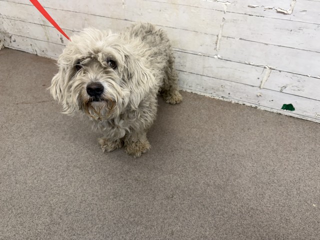 Shelter Stray Male Dog last seen 210/215, 333 Chandler Pl, San Bernardino, CA 92408, USA