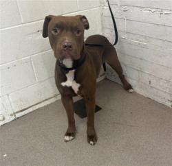 Shelter Stray Male Dog last seen , 333 Chandler Pl, San Bernardino, CA 92408, USA