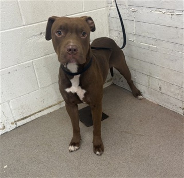 Shelter Stray Male Dog last seen , 333 Chandler Pl, San Bernardino, CA 92408, USA