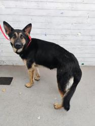 Shelter Stray Male Dog last seen BEECH AVE & IRIS DR, FONTANA, CA, 92335, USA, 333 Chandler Pl, San Bernardino, CA 92408, USA