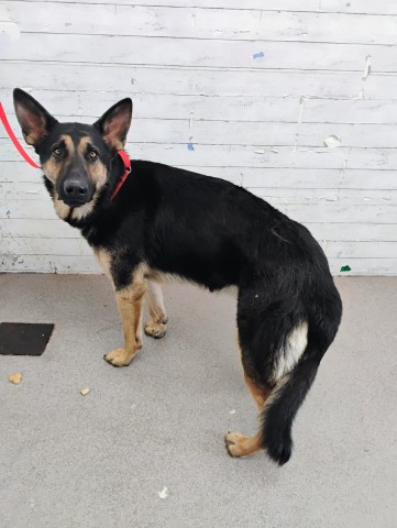 Shelter Stray Male Dog last seen BEECH AVE & IRIS DR, FONTANA, CA, 92335, USA, 333 Chandler Pl, San Bernardino, CA 92408, USA