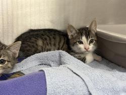 Shelter Stray Female Cat last seen Near BLOCK PINE CONE AVE, ENUMCLAW WA 98022, 21615 64th Ave S, Kent, WA 98032, USA