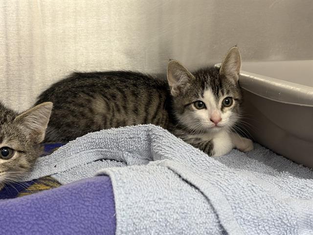 Shelter Stray Female Cat last seen Near BLOCK PINE CONE AVE, ENUMCLAW WA 98022, 21615 64th Ave S, Kent, WA 98032, USA