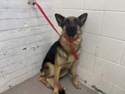 Shelter Stray Female Dog last seen BEECH AVE & IRIS DR, FONTANA, CA, 92335, USA, 333 Chandler Pl, San Bernardino, CA 92408, USA