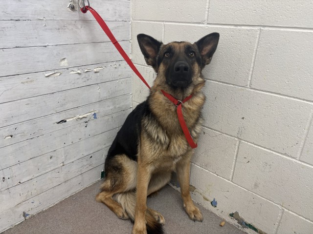 Shelter Stray Female Dog last seen BEECH AVE & IRIS DR, FONTANA, CA, 92335, USA, 333 Chandler Pl, San Bernardino, CA 92408, USA