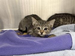 Shelter Stray Female Cat last seen Near BLOCK PINE CONE AVE, ENUMCLAW WA 98022, 21615 64th Ave S, Kent, WA 98032, USA