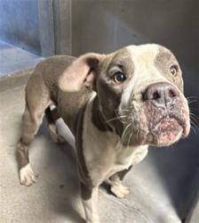 Shelter Stray Male Dog last seen Near BLOCK N BAETLETT DR, 333 Chandler Pl, San Bernardino, CA 92408, USA