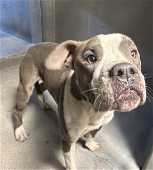 Shelter Stray Male Dog last seen Near BLOCK N BAETLETT DR, 333 Chandler Pl, San Bernardino, CA 92408, USA