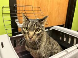 Shelter Stray Male Cat last seen Near BLOCK SE 165TH ST, ISSAQUAH WA 98027, 21615 64th Ave S, Kent, WA 98032, USA