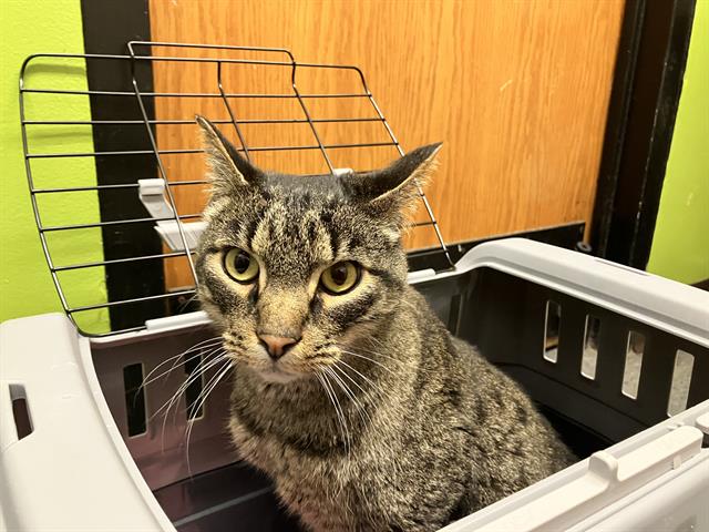 Shelter Stray Male Cat last seen Near BLOCK SE 165TH ST, ISSAQUAH WA 98027, 21615 64th Ave S, Kent, WA 98032, USA