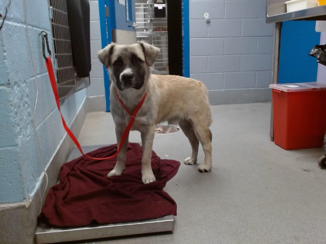 Shelter Stray Male Dog last seen Near BLOCK BLACKBIRD SW, 11800 Sunset Gardens Rd SW, Albuquerque, NM 87121, USA