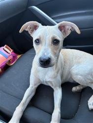 Shelter Stray Female Dog last seen Near BLOCK BLCK W 32ND WAY, LONG BEACH, CA 90810, 7700 E Spring St, Long Beach, CA 90815, USA