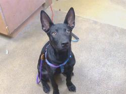Shelter Stray Female Dog last seen WATT AVE AT FAIR OAKS BLVD, 95864, 3839 Bradshaw Rd, Sacramento, CA 95827, USA