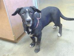 Shelter Stray Male Dog last seen 22ND ST AT E ST, 95673, 3839 Bradshaw Rd, Sacramento, CA 95827, USA