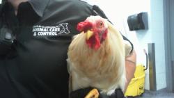 Shelter Stray Male Livestock last seen CHARLOTTE, 8315 Byrum Dr, Charlotte, NC 28217, USA