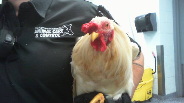 Shelter Stray Male Livestock last seen CHARLOTTE, 8315 Byrum Dr, Charlotte, NC 28217, USA