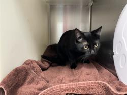 Shelter Stray Male Cat last seen Near BLOCK W VERMIJO AVE, COLORADO SPRINGS CO 80904, 610 Abbot Ln, Colorado Springs, CO 80905, USA