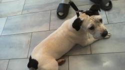Shelter Stray Female Dog last seen CHARLOTTE, 8315 Byrum Dr, Charlotte, NC 28217, USA
