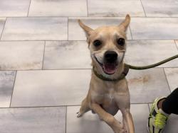 Shelter Stray Male Dog last seen CHARLOTTE, 8315 Byrum Dr, Charlotte, NC 28217, USA