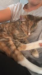 Reunited Female Cat last seen 101st avenue SE / 99th street, Lake Stevens, WA 98258