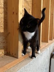 Lost Male Cat last seen Near ave, Maple Ridge, BC V2W 1G9