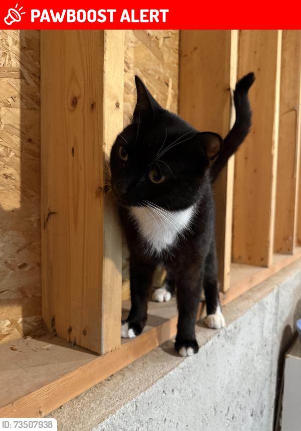 Lost Male Cat last seen Near ave, Maple Ridge, BC V2W 1G9