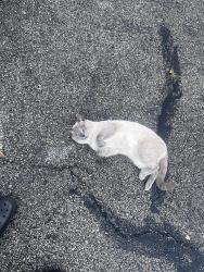 Found/Stray Male Cat last seen Tabor, Maple Heights, OH 44137
