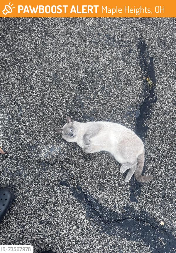 Found/Stray Male Cat last seen Tabor, Maple Heights, OH 44137