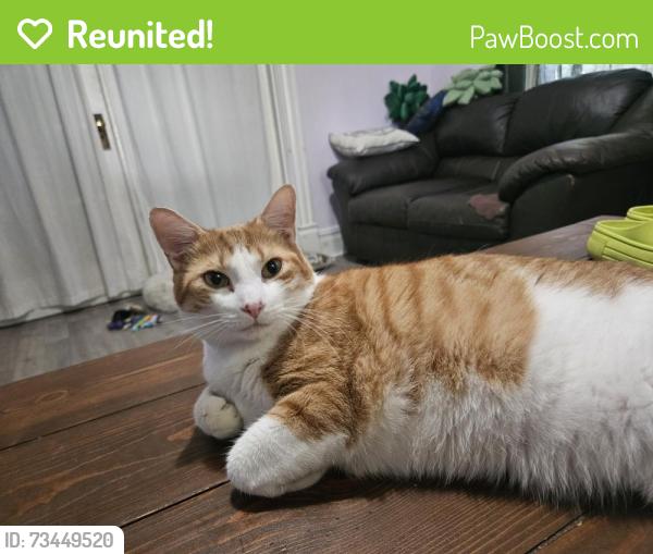 Reunited Male Cat last seen Columbia street, Richmond, VA 23224