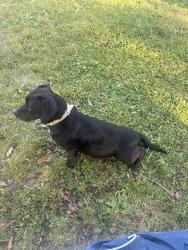 Lost Male Dog last seen Near elrock dr, Chambersburg, PA 17201
