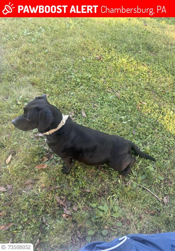 Lost Male Dog last seen Near elrock dr, Chambersburg, PA 17201