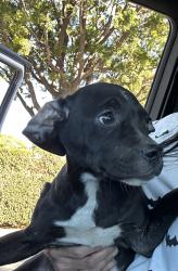 Found/Stray Female Dog last seen Katella & Walnut, Anaheim, CA 92802