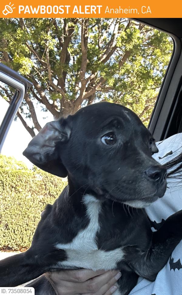 Found/Stray Female Dog last seen Katella & Walnut, Anaheim, CA 92802
