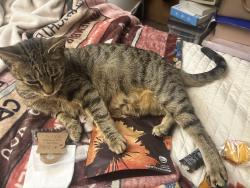 Lost Female Cat last seen Summerdale Ave and Foulkrod St, Philadelphia, PA 19124