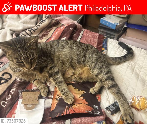 Lost Female Cat last seen Summerdale Ave and Foulkrod St, Philadelphia, PA 19124