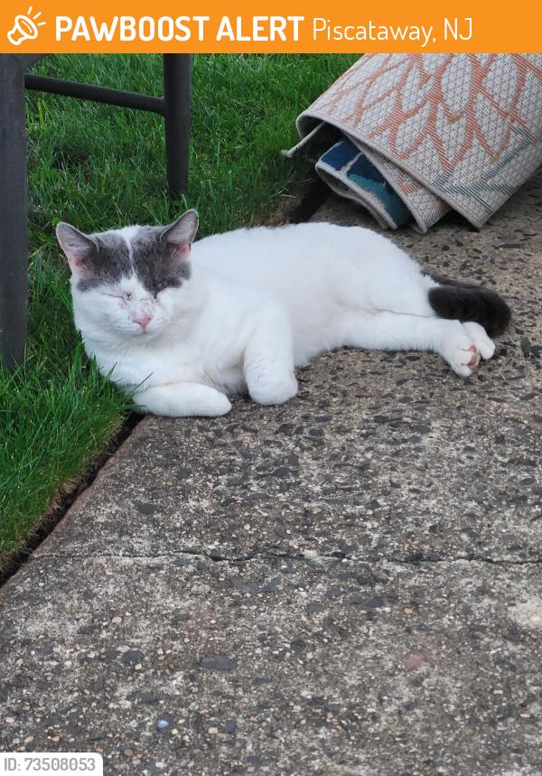 Found/Stray Unknown Cat last seen Possumtown, Piscataway, NJ 08854