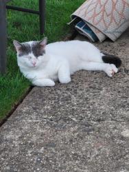 Found/Stray Unknown Cat last seen Possumtown, Piscataway, NJ 08854