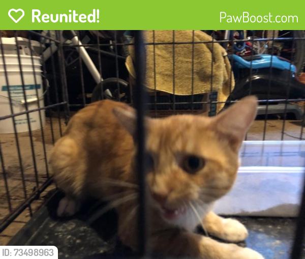 Reunited Unknown Cat last seen Anthony and Schoenbeck, Wheeling, IL 60090