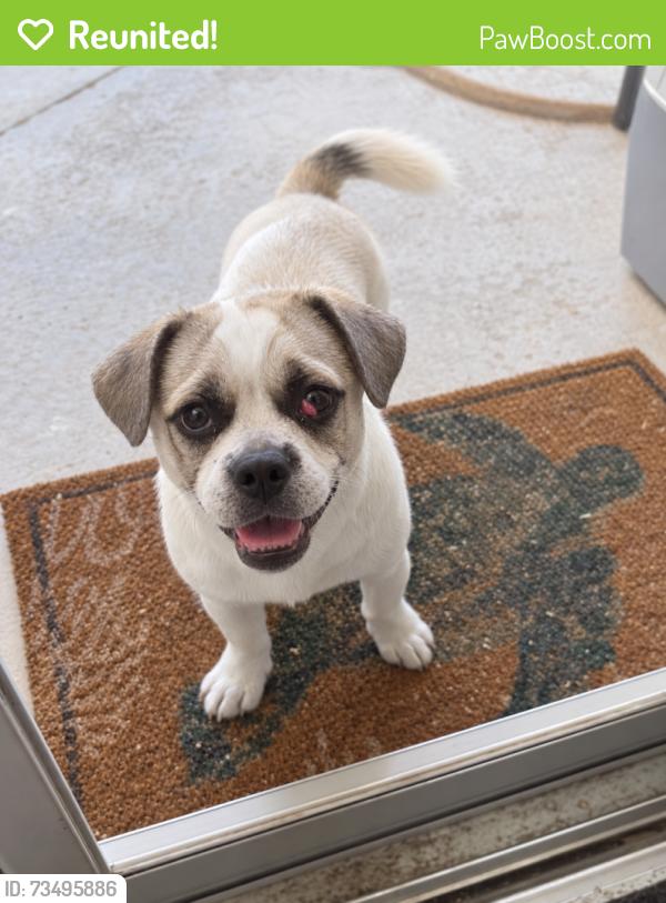 Reunited Male Dog last seen margarth street, Good Hope, CA 92570