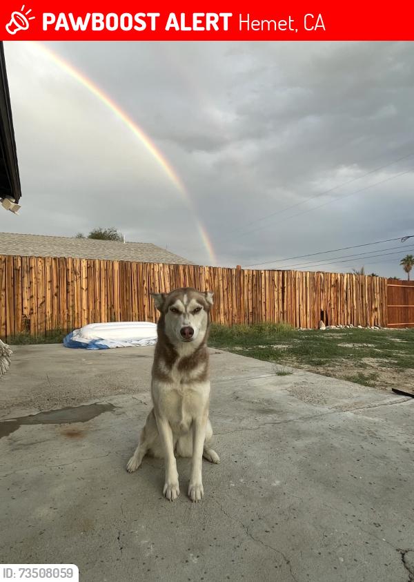 Lost Female Dog last seen Fairview, Hemet, CA 92544