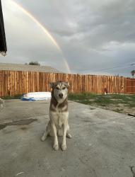 Lost Female Dog last seen Fairview, Hemet, CA 92544