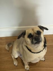 Reunited Female Dog last seen Queen street, Altona, VIC 3018