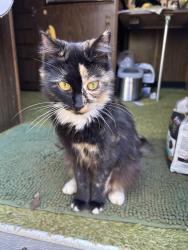 Found/Stray Female Cat last seen Dollar general Atlanta highway and flowery way flowery branch ga, Flowery Branch, GA 30542