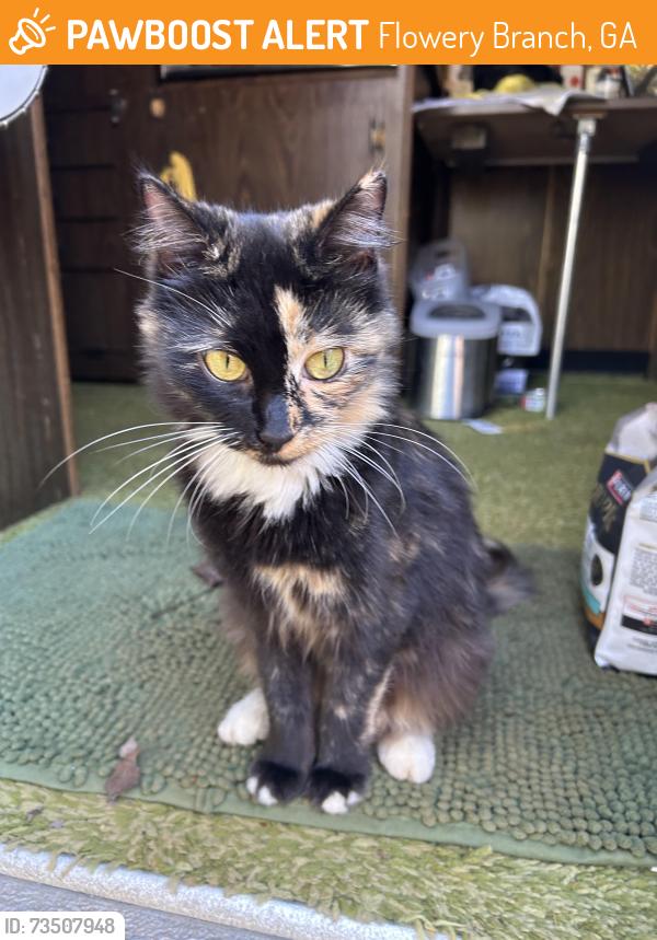 Found/Stray Female Cat last seen Dollar general Atlanta highway and flowery way flowery branch ga, Flowery Branch, GA 30542