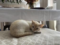 Lost Male Cat last seen Sweeping vine abe, Las Vegas, NV 89183