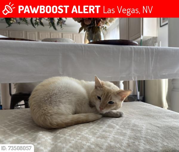 Lost Male Cat last seen Sweeping vine abe, Las Vegas, NV 89183