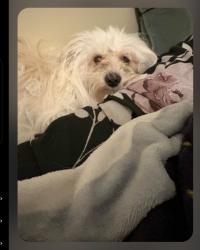 Lost Male Dog last seen Gay Road, Rocky Mount, NC 27801