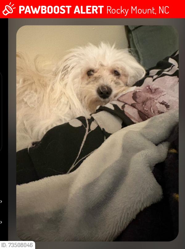 Lost Male Dog last seen Gay Road, Rocky Mount, NC 27801