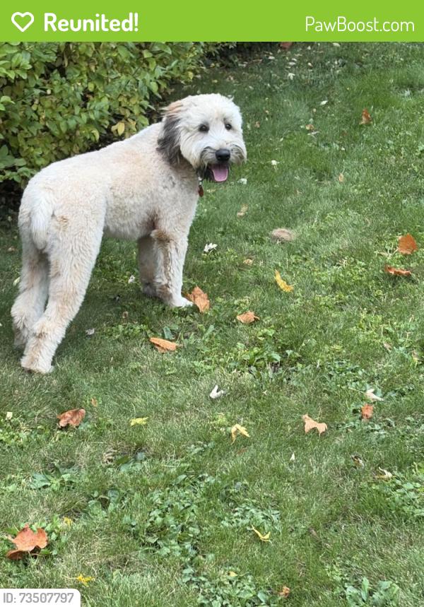 Reunited Female Dog last seen 22nd st NW and Iris Court, Canton, OH 44709